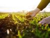 Talajtakarás, no-till, diverzifikáció – miért támogatják ezeket a gyakorlatokat?