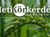 Ütős árpa-portfóliók – Heti Körkérdés