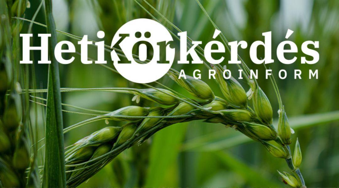 Ütős árpa-portfóliók – Heti Körkérdés