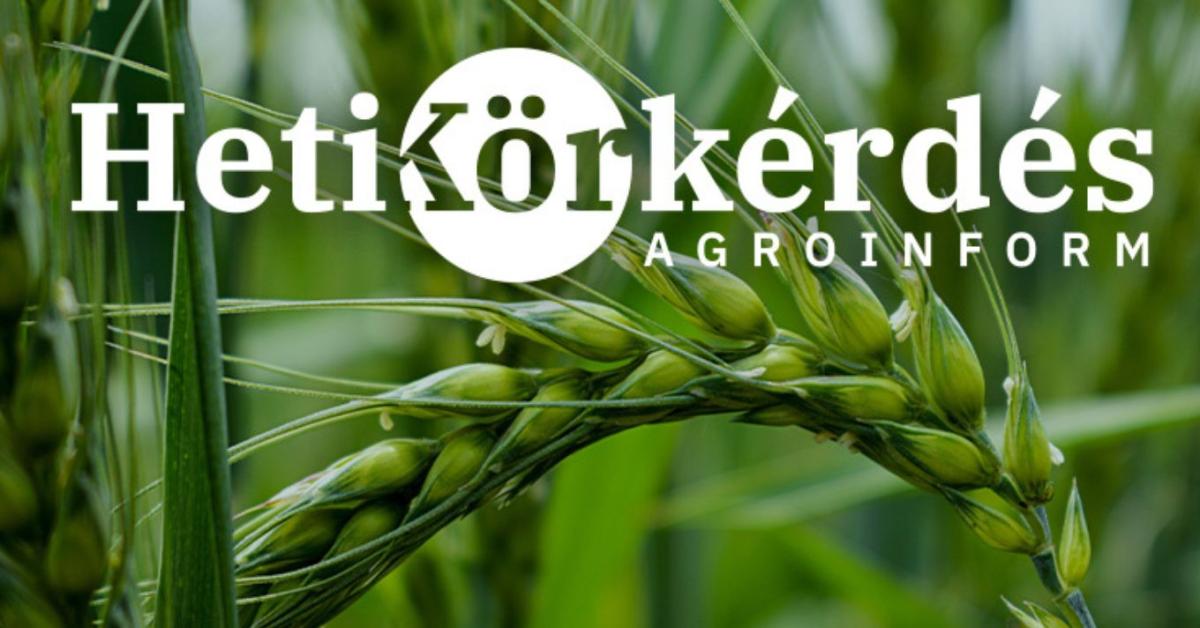 Ütős árpa-portfóliók – Heti Körkérdés