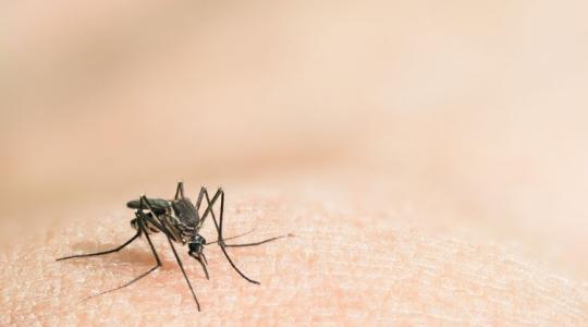 Megdöbbentő eredmény: a szúnyogirtás más rovarokat is érint? Megdöbbentő eredmény: a szúnyogirtás más rovarokat is érint?