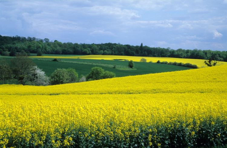 jogszabály