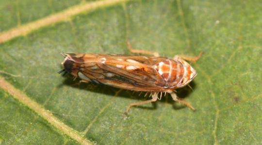 A szakember kimondta: hiába bíztunk a télben +VIDEÓ