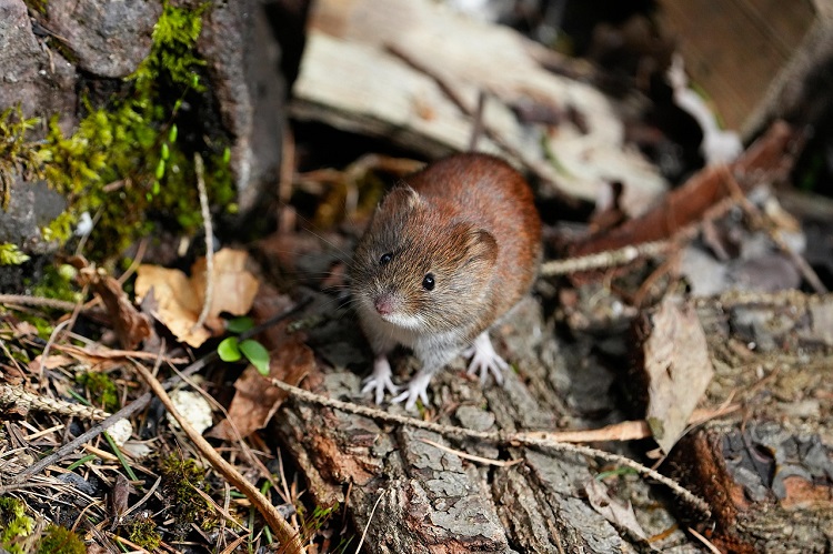 rágcsálóvédelem rágcsálóvédelem