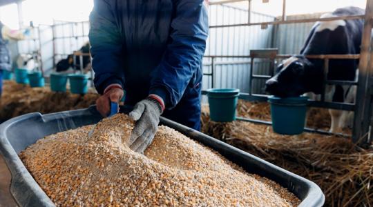 Szorul a hurok: mivel etethetjük a jószágot a jövőben?