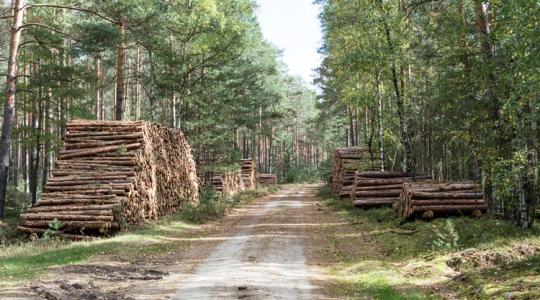 Szakértői "mankót" kapnak az erdőgazdálkodók a kifizetési kérelmekhez Szakértői "mankót" kapnak az erdőgazdálkodók a kifizetési kérelmekhez