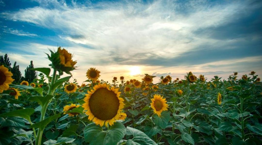Kukorica helyett napraforgó: Mentőöv vagy újabb kockázat a gazdáknak?