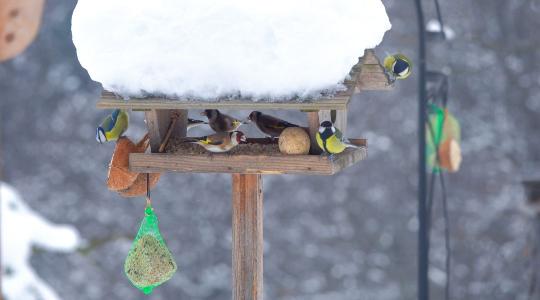 Madáretetés februárban – mit adj, ha már „unja” a csapat az etetőt?