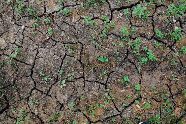El Niño El Niño