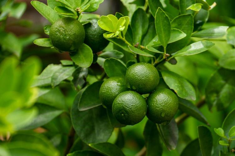 lime lime