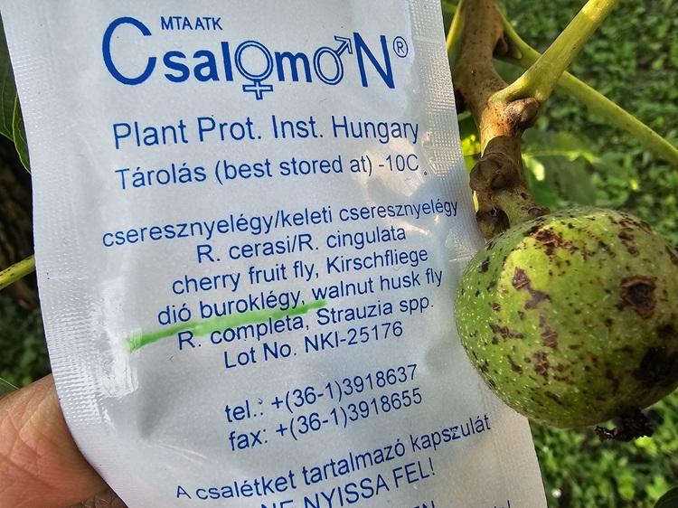 dió dió