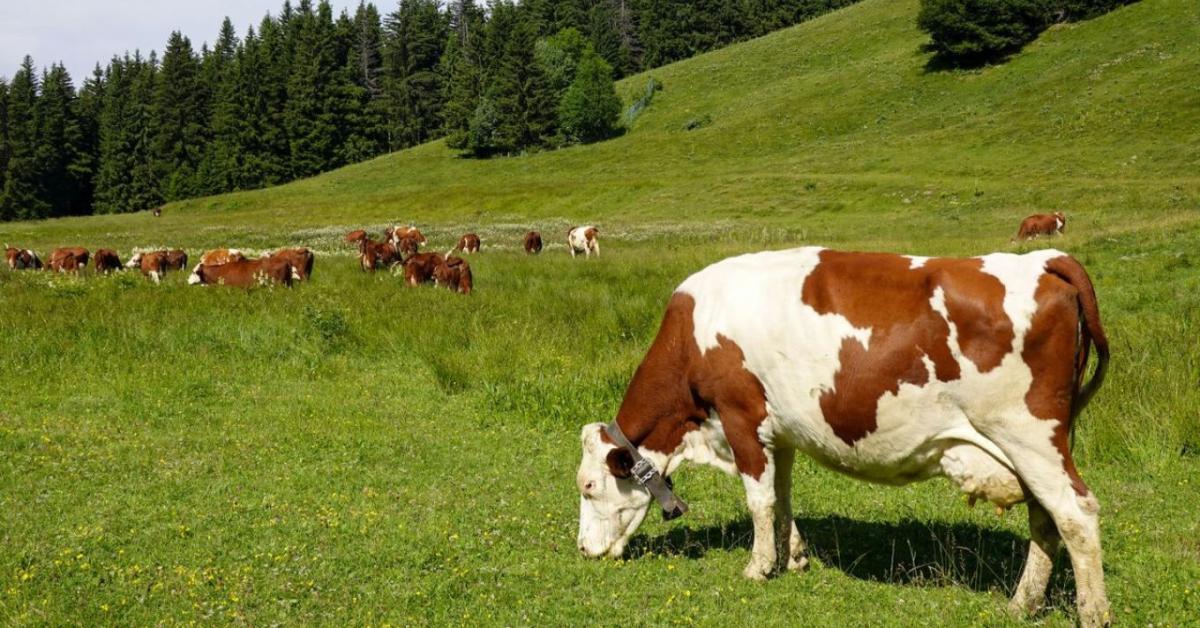 Ez lesz a tejipar következő nagy dobása? Ez lesz a tejipar következő nagy dobása?