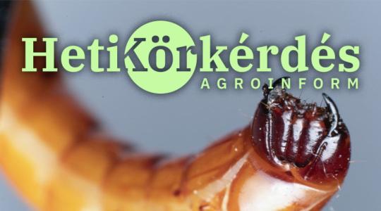 STOP drótféreg! – Heti Körkérdés Extra