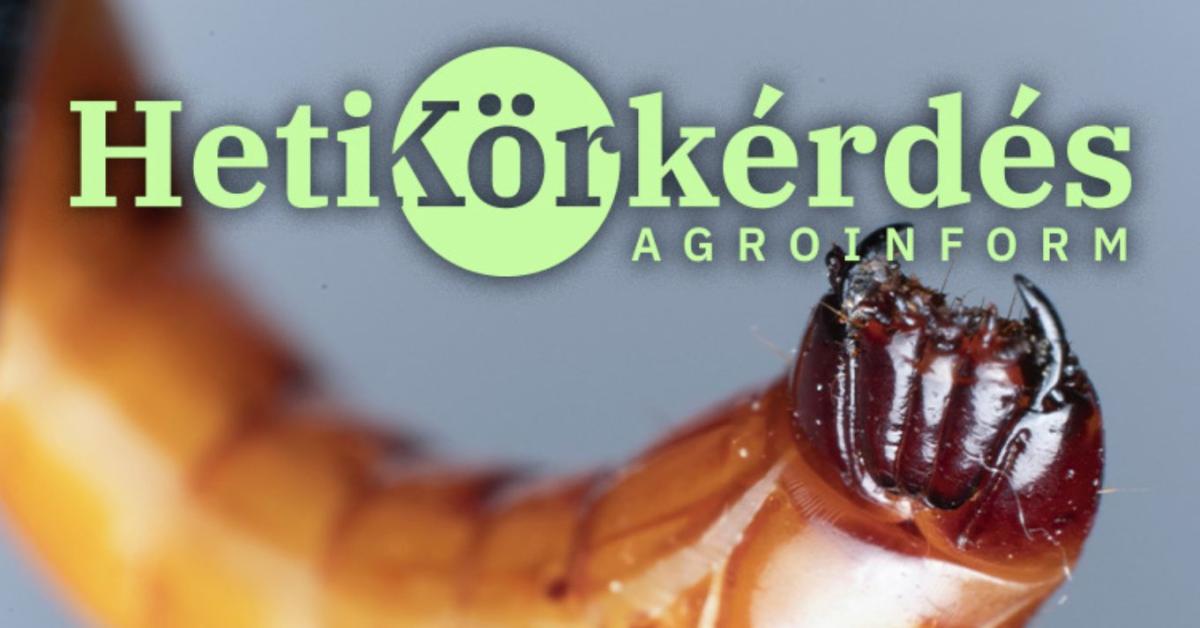 STOP drótféreg! – Heti Körkérdés Extra STOP drótféreg! – Heti Körkérdés Extra