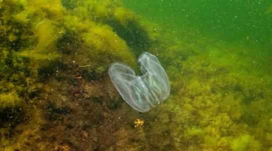 Szakemberek figyelmeztetnek: terjed a medúzára hasonlító „tengeri kannibál”