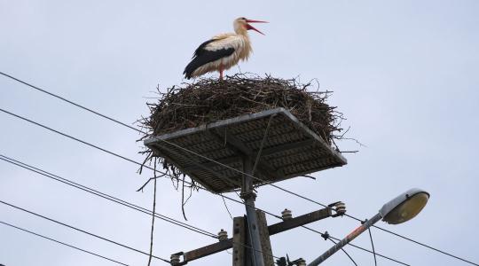 Életmentő beavatkozás a villanyoszlopokon: 3300 gólyafészek várja a hazatérőket Életmentő beavatkozás a villanyoszlopokon: 3300 gólyafészek várja a hazatérőket