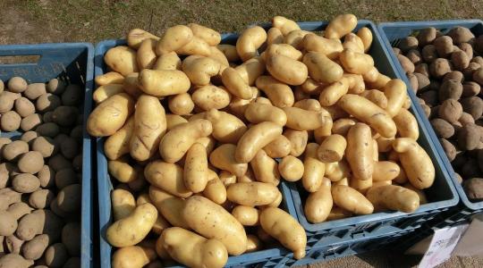 Drágulni kezdett a burgonya 