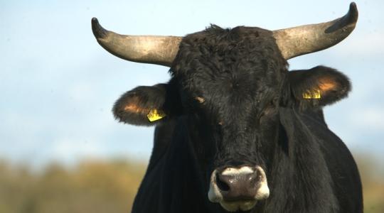 750 000 forintot ad az állam egyedenként – mutatjuk a feltételeket és a pontos dátumokat 750 000 forintot ad az állam egyedenként – mutatjuk a feltételeket és a pontos dátumokat