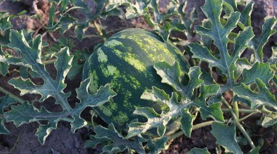 Mindent eláraszthat a spanyol dinnye? Drasztikus területbővülés Almeríában