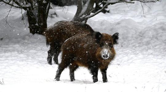 Veszélyben a házi sertések? Az országos főállatorvos drasztikus lépésre szánta el magát Veszélyben a házi sertések? Az országos főállatorvos drasztikus lépésre szánta el magát