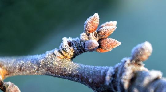 Rügyfakadás előtti fagyvédelem: mit tudsz tenni február végén? Rügyfakadás előtti fagyvédelem: mit tudsz tenni február végén?