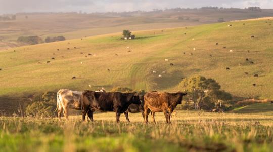 Ausztrál marhahúsáradat: a gazdák feje fölött köttetnek a nagy alkuk Ausztrál marhahúsáradat: a gazdák feje fölött köttetnek a nagy alkuk