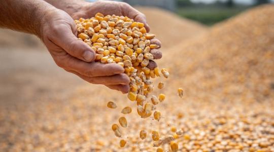 Kukoricaárak: sokkal rosszabb már nem lehet Kukoricaárak: sokkal rosszabb már nem lehet