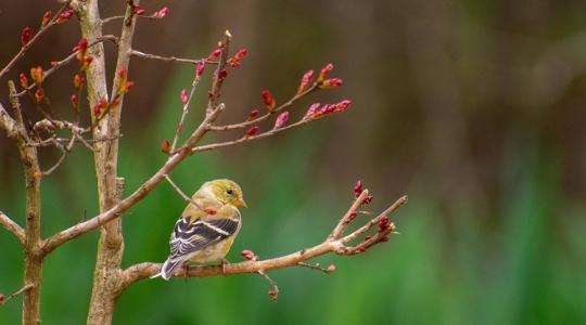 Időjárás: Veszélyben a korai virágzás, -5 fokos fagyokkal támad a hajnal +VIDEÓ Időjárás: Veszélyben a korai virágzás, -5 fokos fagyokkal támad a hajnal +VIDEÓ