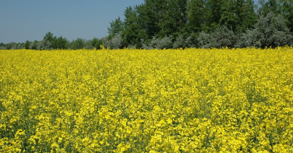 Hogyan változott a repce növényvédelme az évek során? Hogyan változott a repce növényvédelme az évek során?