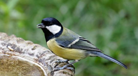 Madáritatás fagyban: így marad folyékony a víz egyszerűen Madáritatás fagyban: így marad folyékony a víz egyszerűen