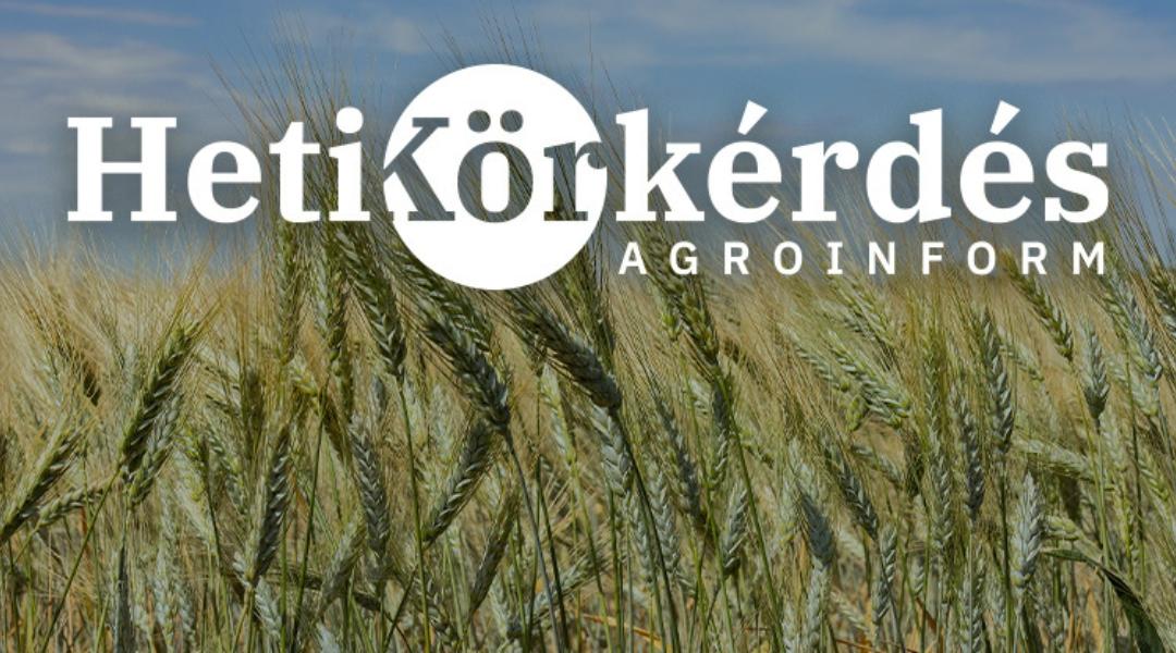Az üveges szem jót jelent a durumpiacon: mely fajták teljesítik a piaci elvárást? – Heti Körkérdés