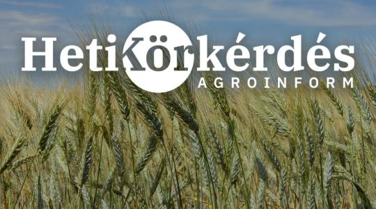 Az üveges szem jót jelent a durumpiacon: mely fajták teljesítik a piaci elvárást? – Heti Körkérdés