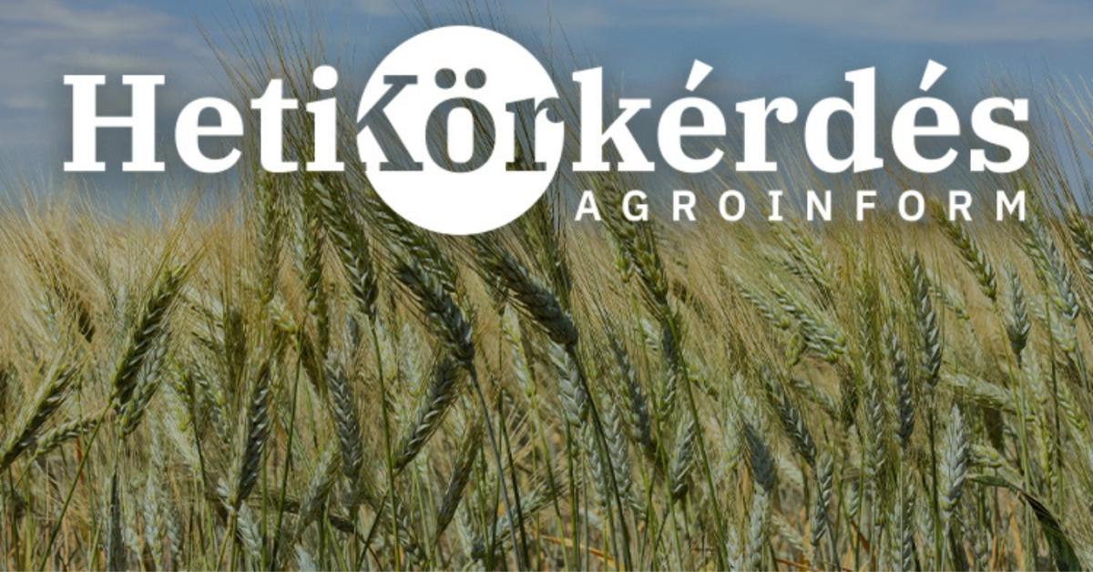 Az üveges szem jót jelent a durumpiacon: mely fajták teljesítik a piaci elvárást? – Heti Körkérdés