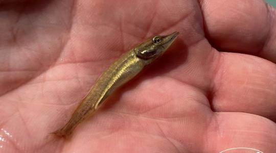 300 689 kg ponty és 16 729 km: Íme a 2025-ös balatoni haltelepítés gigantikus mérlege 300 689 kg ponty és 16 729 km: Íme a 2025-ös balatoni haltelepítés gigantikus mérlege