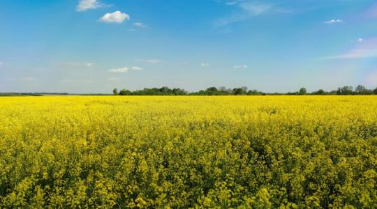 Newgold: A Bayer új vetőmagmárkája, amivel a repülőüzemanyag-piacra léphet a gazda Newgold: A Bayer új vetőmagmárkája, amivel a repülőüzemanyag-piacra léphet a gazda