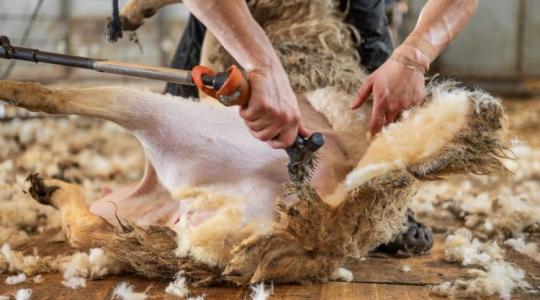 2000 tonna magyar gyapjú a szemétben: Miért dobunk ki minden évben egy vagyont? 2000 tonna magyar gyapjú a szemétben: Miért dobunk ki minden évben egy vagyont?