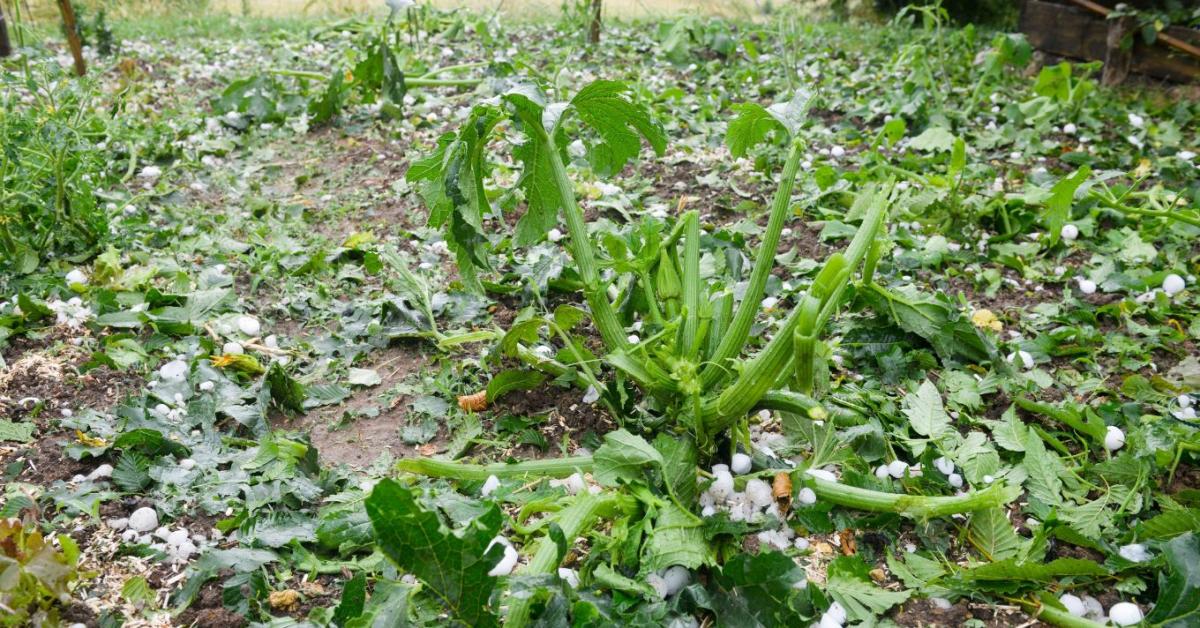 Jég vagy vihar verte el a kertet? Ezek az első teendők