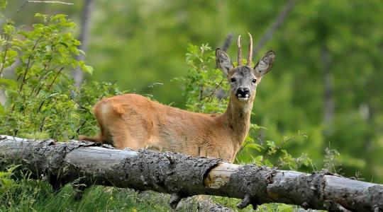 Ingyenes képzések és e-learning: Itt az új 700 milliós természetvédelmi csomag Ingyenes képzések és e-learning: Itt az új 700 milliós természetvédelmi csomag