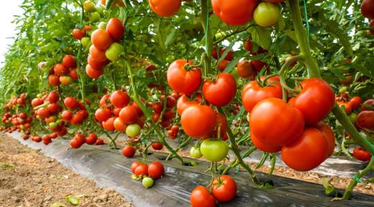 100%-os pusztulás fenyegeti a hajtatott állományokat? A higiénia a túlélés záloga 100%-os pusztulás fenyegeti a hajtatott állományokat? A higiénia a túlélés záloga