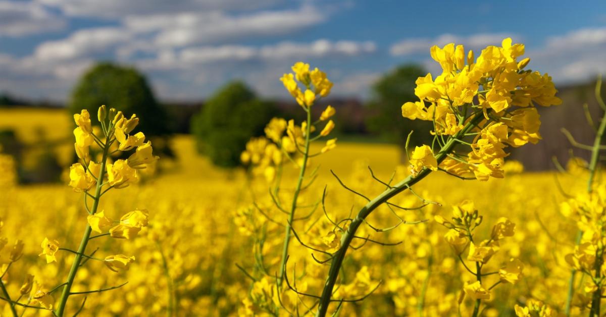 A repce őszi gombakórokozói – mire kell figyelni? A repce őszi gombakórokozói – mire kell figyelni?