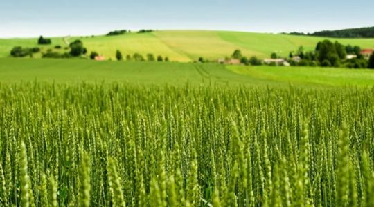 Ezért kulcsfontosságú a talaj pH-ja a búzatermesztés sikeréhez