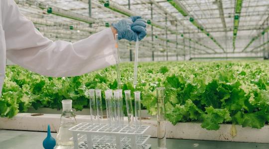 Uniós döntés az új génszerkesztésről: perre mehet Magyarország a GMO-mentes mezőgazdaságért Uniós döntés az új génszerkesztésről: perre mehet Magyarország a GMO-mentes mezőgazdaságért