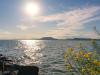 Változik a Balaton vízminősége: megjelentek a cianobaktériumok a nyugati medencében