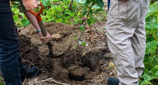 25. éves lett az Agrocontrol – jubileumi faültetés