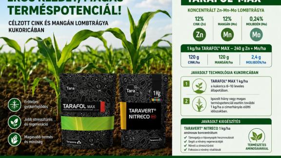 Cink–mangán lombtrágyázás kukoricában – 240 g Zn + Mn hektáronként