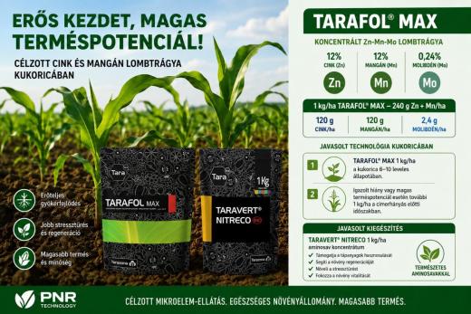 Cink–mangán lombtrágyázás kukoricában – 240 g Zn + Mn hektáronként