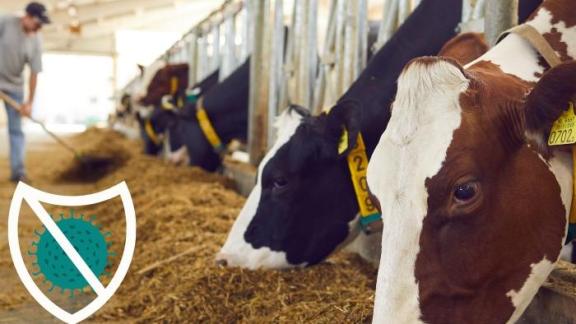 Mastilep tőgygyulladás elleni gyógynövényes tőgygél: 50% kedvezménnyel, az akciós készlet erejéig