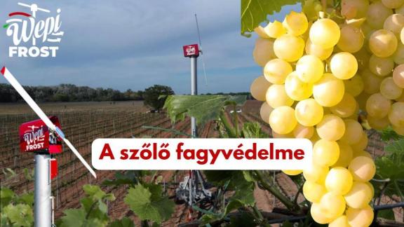 A szőlő fagyvédelme – A 2026-os fagykárok tapasztalatai alapján