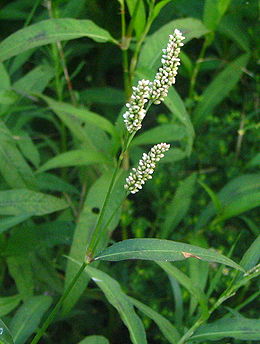 Polygónum persicaria