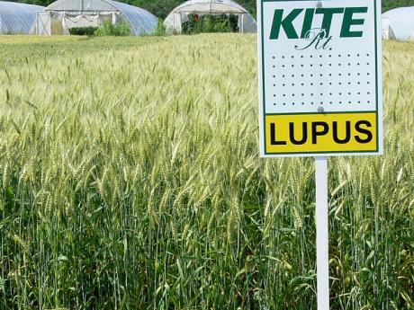 lupus